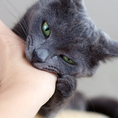 Collection image for: Cat Behavioral Guides