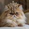 All Cats
